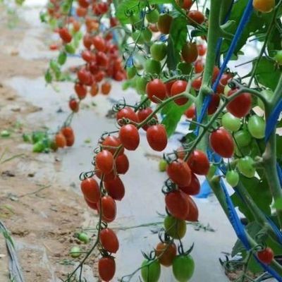 Sunlight-Enhanced Greenhouse for Tomato Cultivation Double Layer and Arched Roof