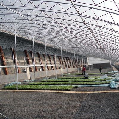Sunlight-Enhanced Greenhouse for Tomato Cultivation Double Layer and Arched Roof