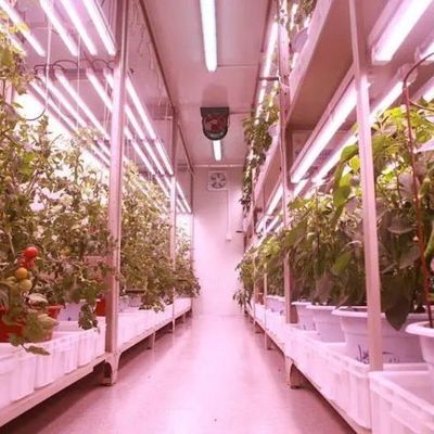 Double Layer Steel Cover Vertical Farming Container Greenhouse for Eco-Friendly House