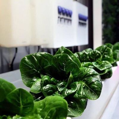 Double Layer Steel Cover Vertical Farming Container Greenhouse for Eco-Friendly House