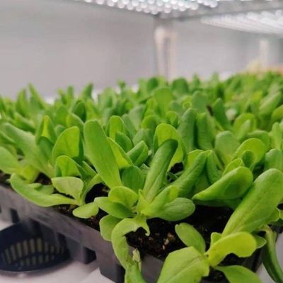 Double Layer Steel Cover Vertical Farming Container Greenhouse for Eco-Friendly House