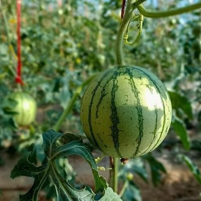 Double Layer Greenhouse for Vegetable Farming and Temporary Heating Productivity