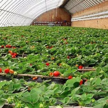Double Layer Greenhouse for Vegetable Farming and Temporary Heating Productivity