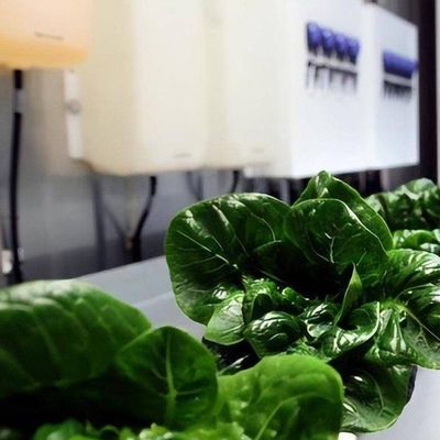 Vertical Farming Hydroponics Greenhouse in 40HQ Reefer Container with Steel Structure