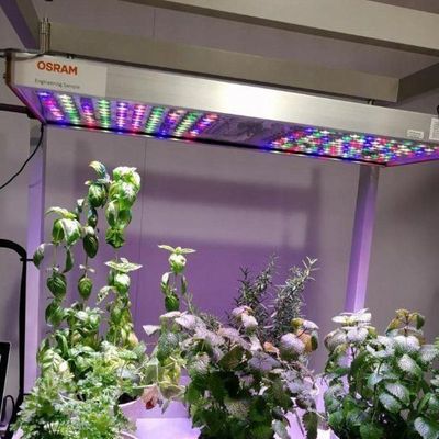 Vertical Farming Hydroponics Greenhouse in 40HQ Reefer Container with Steel Structure