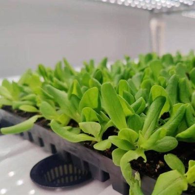 Vertical Farming Hydroponics Greenhouse in 40HQ Reefer Container with Steel Structure