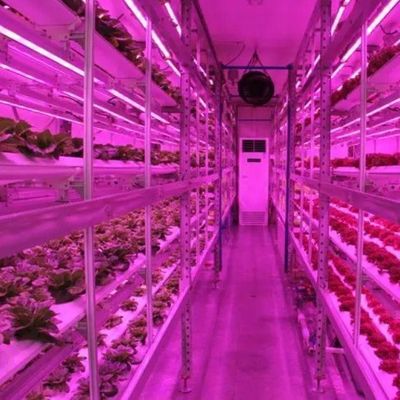 Vertical Farming Hydroponics Greenhouse in 40HQ Reefer Container with Steel Structure