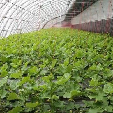 Commercial Tomato Growing Sunlight Greenhouse With Shipping Cost And Design