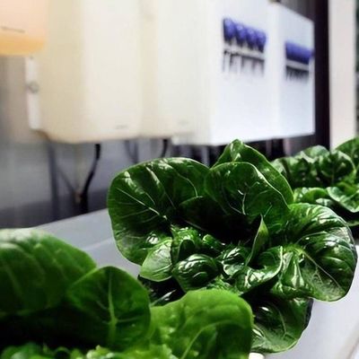 Vertical Farming Container Greenhouse with Hydroponic Features Shaped Roofing Design