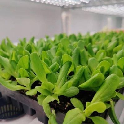 Vertical Farming Container Greenhouse with Hydroponic Features Shaped Roofing Design