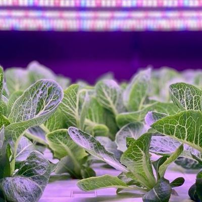 Vertical Farming Container Greenhouse with Hydroponic Features Shaped Roofing Design