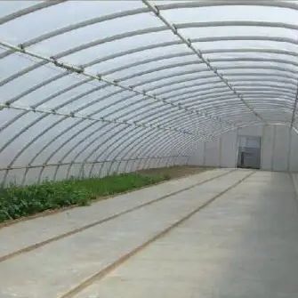 Advanced Vegetable Sunlight Greenhouse with Humidity Control and Optimal Plant Growth