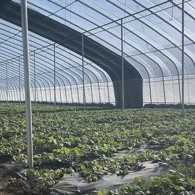 Advanced Vegetable Sunlight Greenhouse with Humidity Control and Optimal Plant Growth