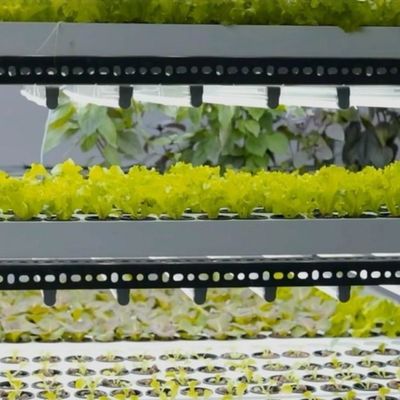 Large Multi-Span Shipping Container Greenhouse for Hydroponic Vertical Farming System