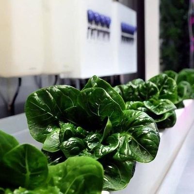 Large Multi-Span Shipping Container Greenhouse for Hydroponic Vertical Farming System