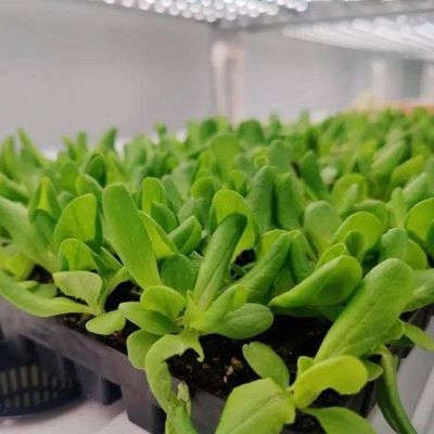 Large Multi-Span Shipping Container Greenhouse for Hydroponic Vertical Farming System