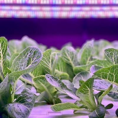 Large Multi-Span Shipping Container Greenhouse for Hydroponic Vertical Farming System
