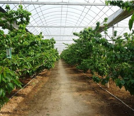 Revolutionary Hydroponic Vertical Farming Technology for Shipping Container Greenhouse