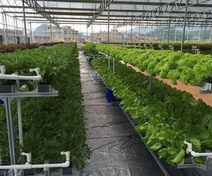 Revolutionary Hydroponic Vertical Farming Technology for Shipping Container Greenhouse