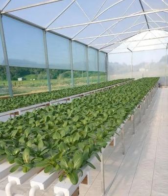 Revolutionary Hydroponic Vertical Farming Technology for Shipping Container Greenhouse
