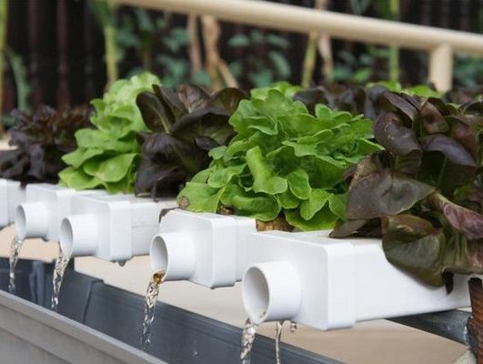 Revolutionary Hydroponic Vertical Farming Technology for Shipping Container Greenhouse