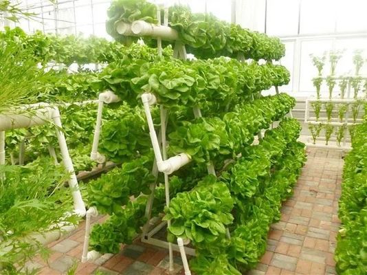 Revolutionary Hydroponic Vertical Farming Technology for Shipping Container Greenhouse