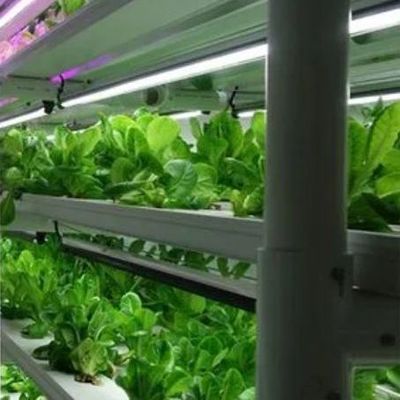 Vertical Farming Container Greenhouse with Hydroponic Innovation in US Currency