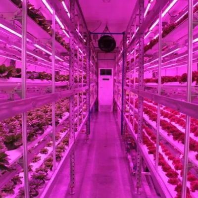 Vertical Farming Container Greenhouse with Hydroponic Innovation in US Currency