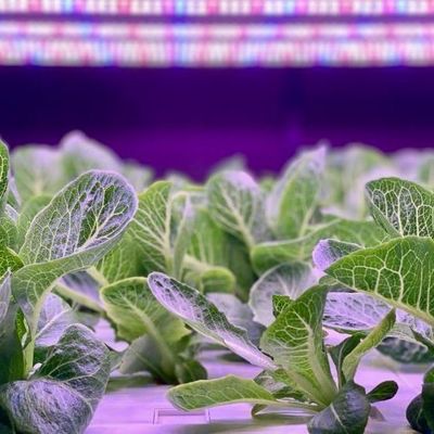 Vertical Farming Container Greenhouse with Hydroponic Innovation in US Currency