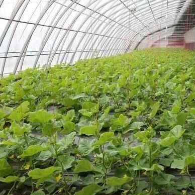 1209cm * 235cm * 239cm Film Greenhouse for Shading and Ventilation of Tomato Planting