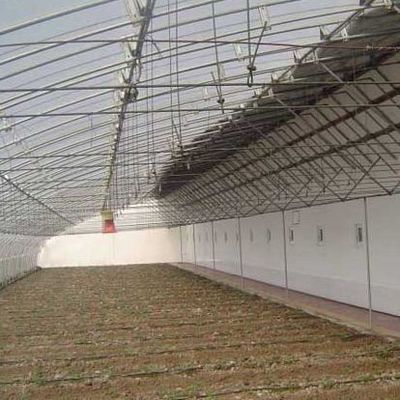 1209cm * 235cm * 239cm Film Greenhouse for Shading and Ventilation of Tomato Planting