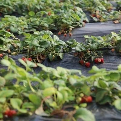 1209cm * 235cm * 239cm Film Greenhouse for Shading and Ventilation of Tomato Planting