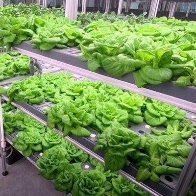 High Humidity Vertical Farming Hydroponic Container Greenhouse For Vegetables