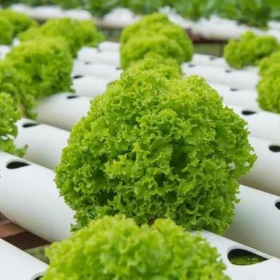 Multi-Span Container Greenhouse for Hydroponic System and Vertical Farming Advantages