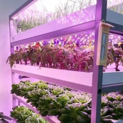 Multi-Span Container Greenhouse for Hydroponic System and Vertical Farming Advantages