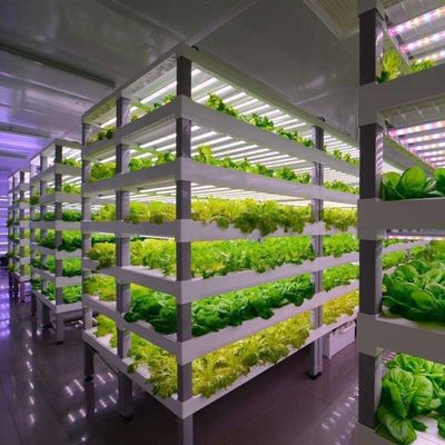 Multi-Span Container Greenhouse for Hydroponic System and Vertical Farming Advantages