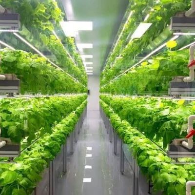 Multi-Span Container Greenhouse for Hydroponic System and Vertical Farming Advantages