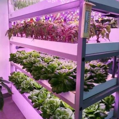 Multi-Span Container Greenhouse for Hydroponic System and Vertical Farming Advantages
