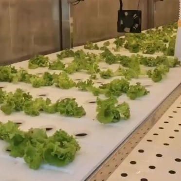 Customization JX-CG-125 Vertical Farming Container Greenhouse with Hydroponic System