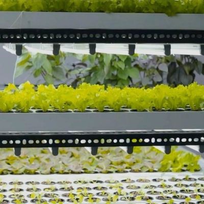 Customization JX-CG-125 Vertical Farming Container Greenhouse with Hydroponic System
