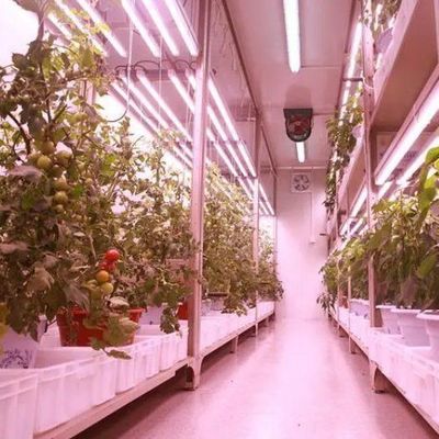 Customization JX-CG-125 Vertical Farming Container Greenhouse with Hydroponic System