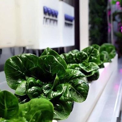 Shipping Container Vertical Farming Commercial Greenhouse with Hydroponics Innovation