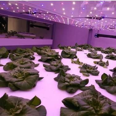 Shipping Container Vertical Farming Commercial Greenhouse with Hydroponics Innovation