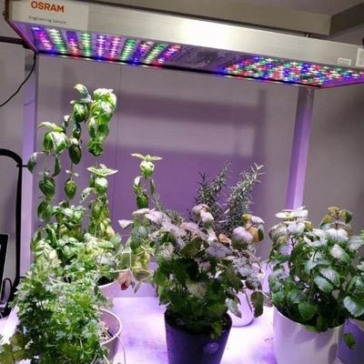 Shipping Container Vertical Farming Commercial Greenhouse with Hydroponics Innovation
