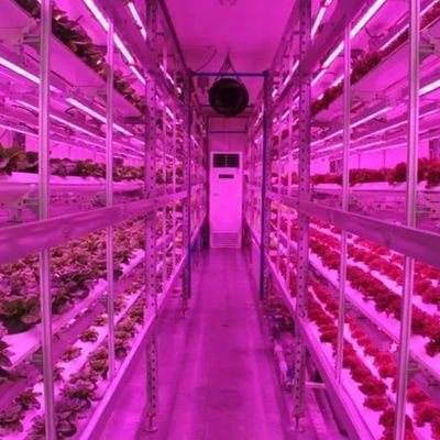 Shipping Container Vertical Farming Commercial Greenhouse with Hydroponics Innovation