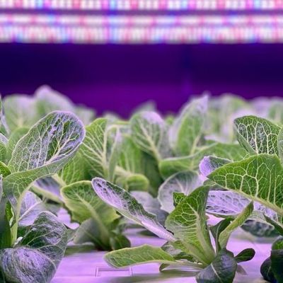 Shipping Container Vertical Farming Commercial Greenhouse with Hydroponics Innovation