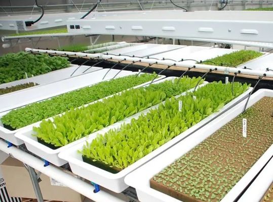 Vertical Farming Container Greenhouse in 40HQ Reefer with Hydroponic Container