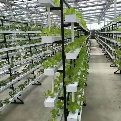 Vertical Farming Container Greenhouse in 40HQ Reefer with Hydroponic Container