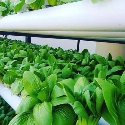 Vertical Farming Container Greenhouse in 40HQ Reefer with Hydroponic Container