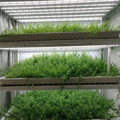 Steel Cover Hydroponic Vertical Farming Container Greenhouse with Advanced Technology
